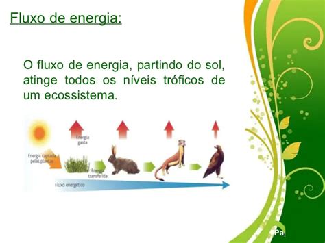 As Principais Caracter Sticas Do Fluxo De Energia Mundo Ecologia