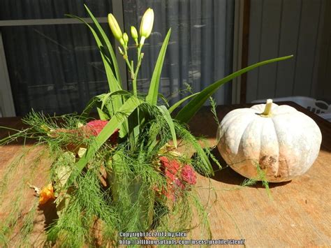 Daylily Floral Arrangements - Garden.org