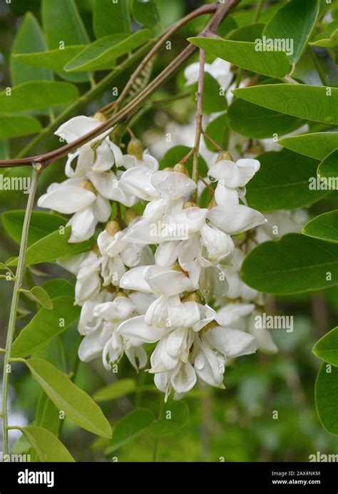 Abundant Flowering Acacia Branch Of Robinia Pseudoacacia False Acacia