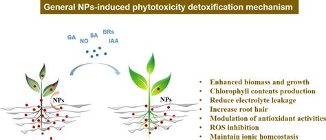 Exogenous Applications Of Plant Hormones To Detoxify The Metallic Based