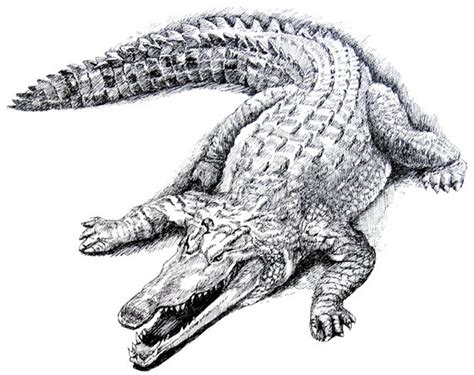 Crocodile Drawing, Pen Drawing Print From Original, Crocodile Wall Art
