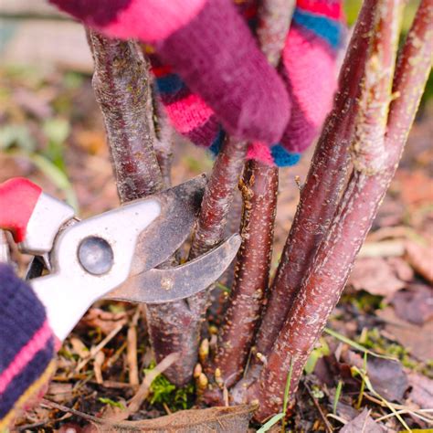 Avoid These 6 Winter Pruning Mistakes For Happy Plants Gardening Know How