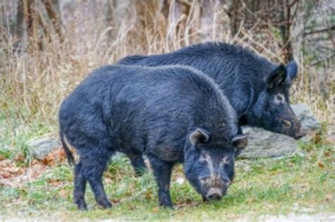 What Counties In Tennessee Have Wild Hogs Stacey Huger