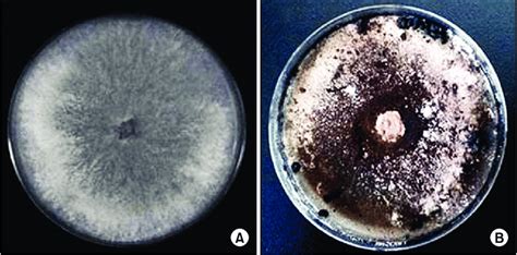 Mycelial Mats And Sclerotia Produced On Potato Dextrose Agar After 5