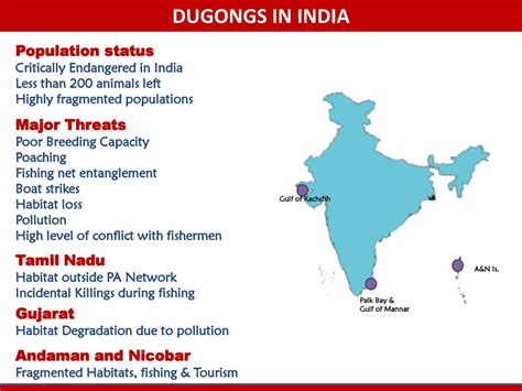 Dugongs In India Population Status Major Threats Tamil Nadu Gujarat