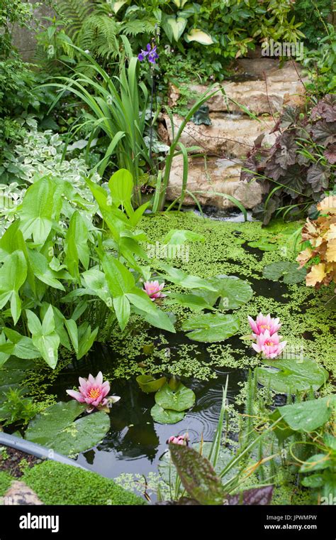 Little flowered garden pound pound with cascade Stock Photo - Alamy