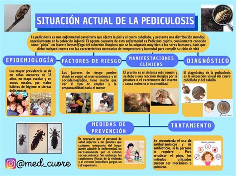 Ciclo De Vida De La Pediculosis Capitis