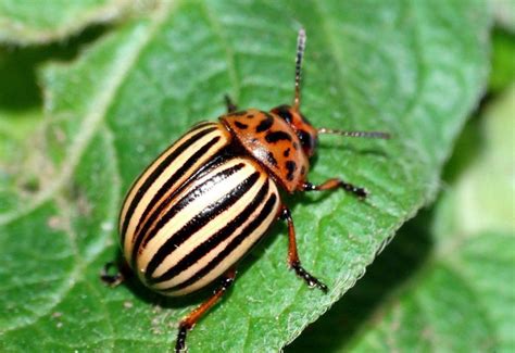 Colorado Potato Beetle Leptinotarsa Decemlineata Nexles