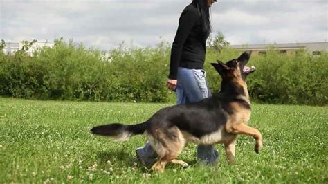 German Shepherd Tricks | PETSIDI