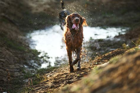 Wasserrute Hund Erfahren Sie Alles Was Sie Dazu Wissen Sollten