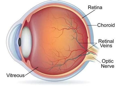 What Is A Retina The Retina Is A Thin Layer Of Tissue By Dr Vaidya Eye Hospital Medium