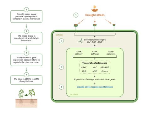 Drought Stress Signaling Pathways | BioRender Science Templates