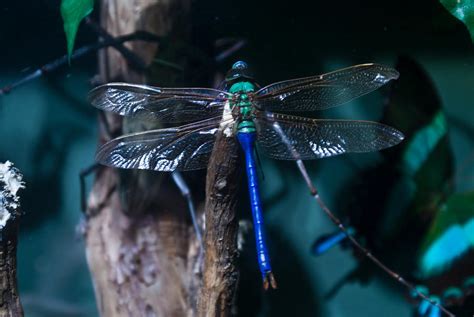 Blue And Green Dragonfly by Douglas Barnett