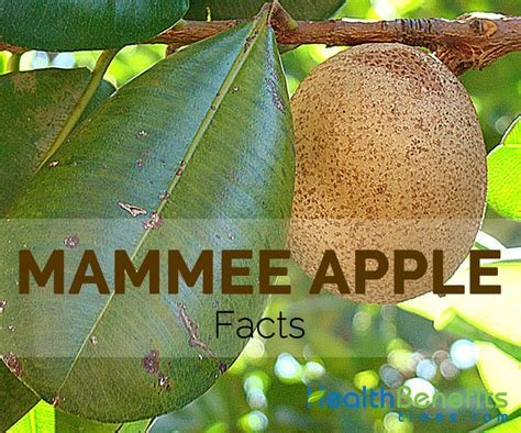 Mammee Apple Facts And Nutritional Value