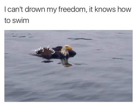 bald eagle meme | Tumblr