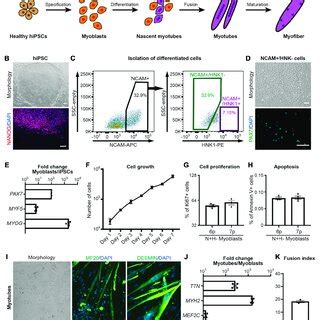 Myotube Formation Of Primary Myoblasts From Healthy Human Skeletal