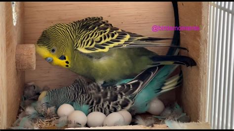 Budgie Laying An Egg Turquoise The Budgie With Some Help On Body