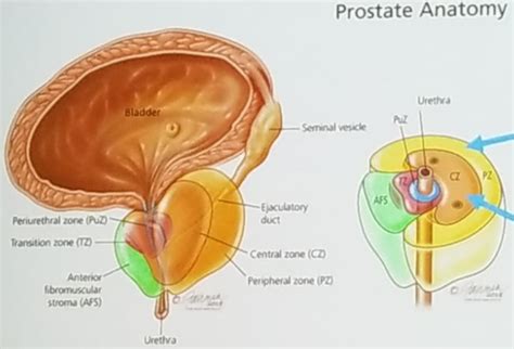 Gu Anatomy