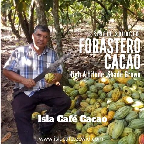 Raw Cacao Beans Fermented And Sundried Forastero Oaxacamexico Shade