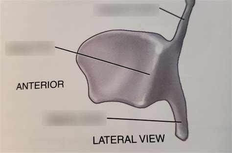 Thyroid Cartilage 3 Diagram | Quizlet