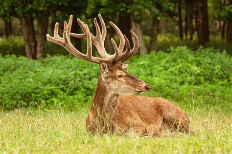 Deer With Big Horns Stock Image Colourbox