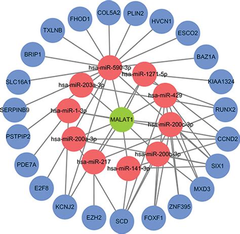 Construction Of The Cerna Network Via Cytoscape A The Cerna Network Download Scientific