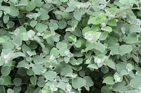 Helichrysum petiolare (Licorice Plant)