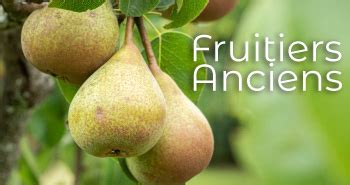 Une S Lection D Arbres Fruitiers De Vari T S Anciennes Et Locales