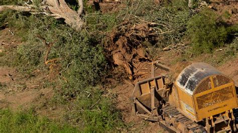 Deforestaci N Los Rboles Plantados Para Restaurar No Perduran