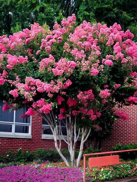 Crape Myrtle Crepe Myrtles The Tree Center™