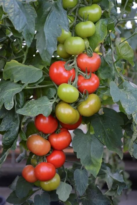 Prévenir le mildiou de la tomate 8 conseils de spécialistes