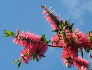 Karminroter Zylinderputzer Bl Te Rot Callistemon Citrinus Galerie Album