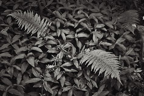 Common British Woodland Plants on Behance