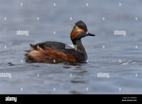 Black Necked Grebe Hi Res Stock Photography And Images Alamy