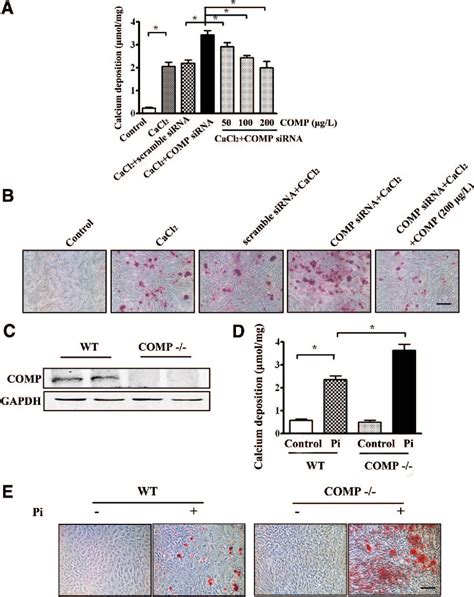 Pdf Cartilage Oligomeric Matrix Protein Inhibits Vascular Smooth