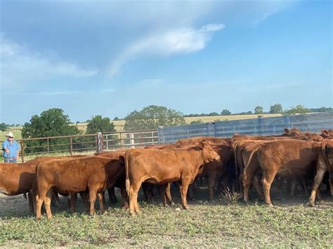 5 Red Angus Open Heifers Bid Per Head Livestock Bigiron