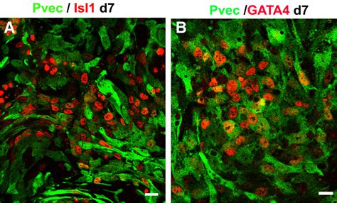 Vascular Endothelial VE Cadherin Mediated Adherens Junctions