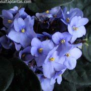 Saintpaulia Ionantha O Violeta Africana Cuidados