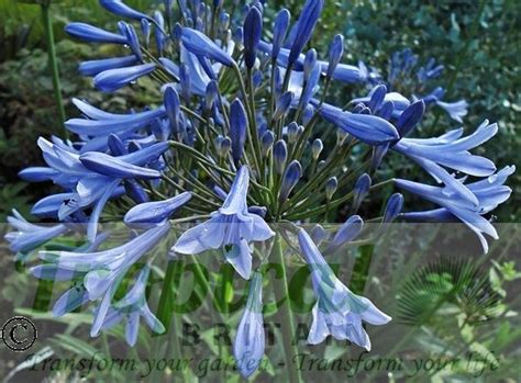 Agapanthus Praecox From Tropical Britain