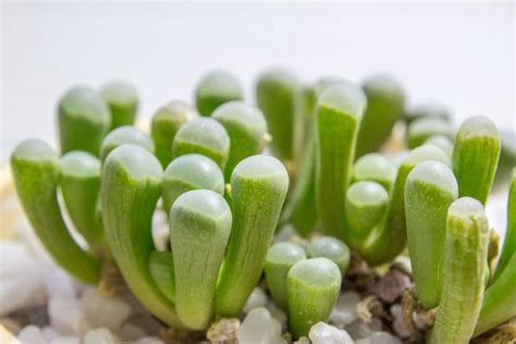 Baby Toes Succulents Here S How To Care For Baby Toes Succulent