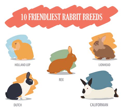 10 Friendliest Rabbit Breeds The Most Affectionate Cuddly And Gentle Breeds