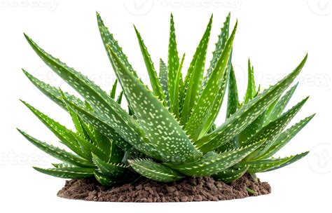 Aloe Vera Plant In Natural Soil Cut Out Stock 45912107 Png