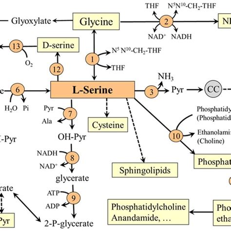 Pathways of serine synthesis and metabolism. 1, serine... | Download ...