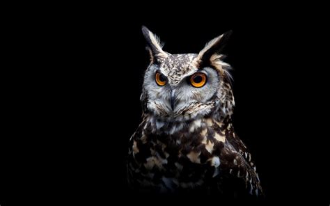 Owl Eyes wallpaper | other | Wallpaper Better