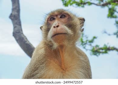 Thailand Rhesus Monkey Royalty-Free Images, Stock Photos & Pictures ...