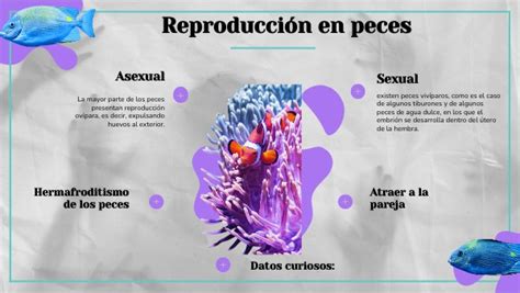 Infograf A Reproducci N En Peces