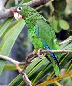 Most Endangered Bird Species, Puerto Rican Parrot Made a Comeback in ...