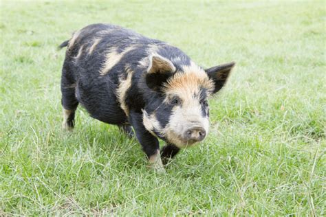 Basic Information Sheet Miniature Pig Lafebervet Atelier Yuwaciaojp