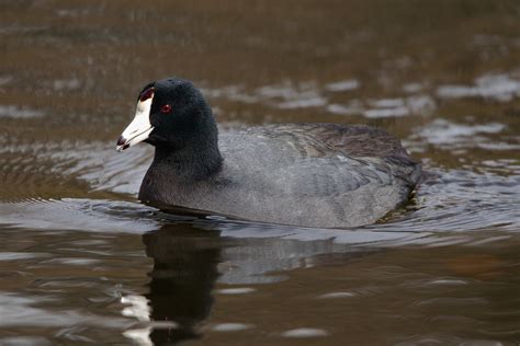 American Coot Carl Comeau Flickr