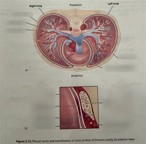 pleural cavity Diagram | Quizlet